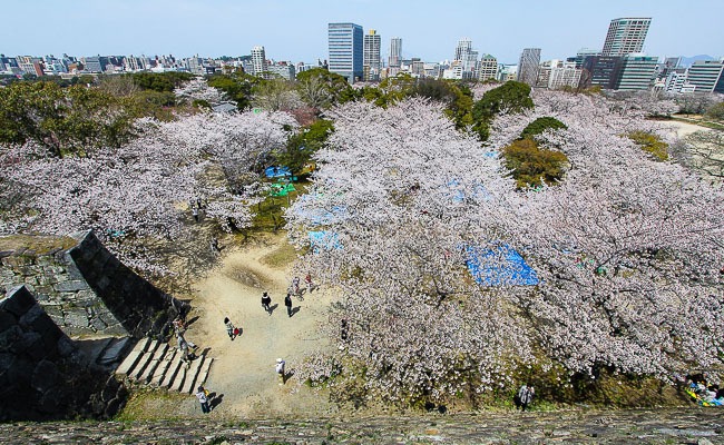 Japan Guide Why can't we have cherry blossoms in Malaysia too?
